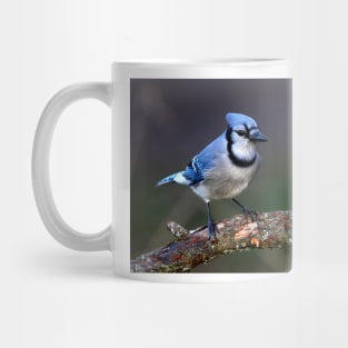 Blue Jay Mug